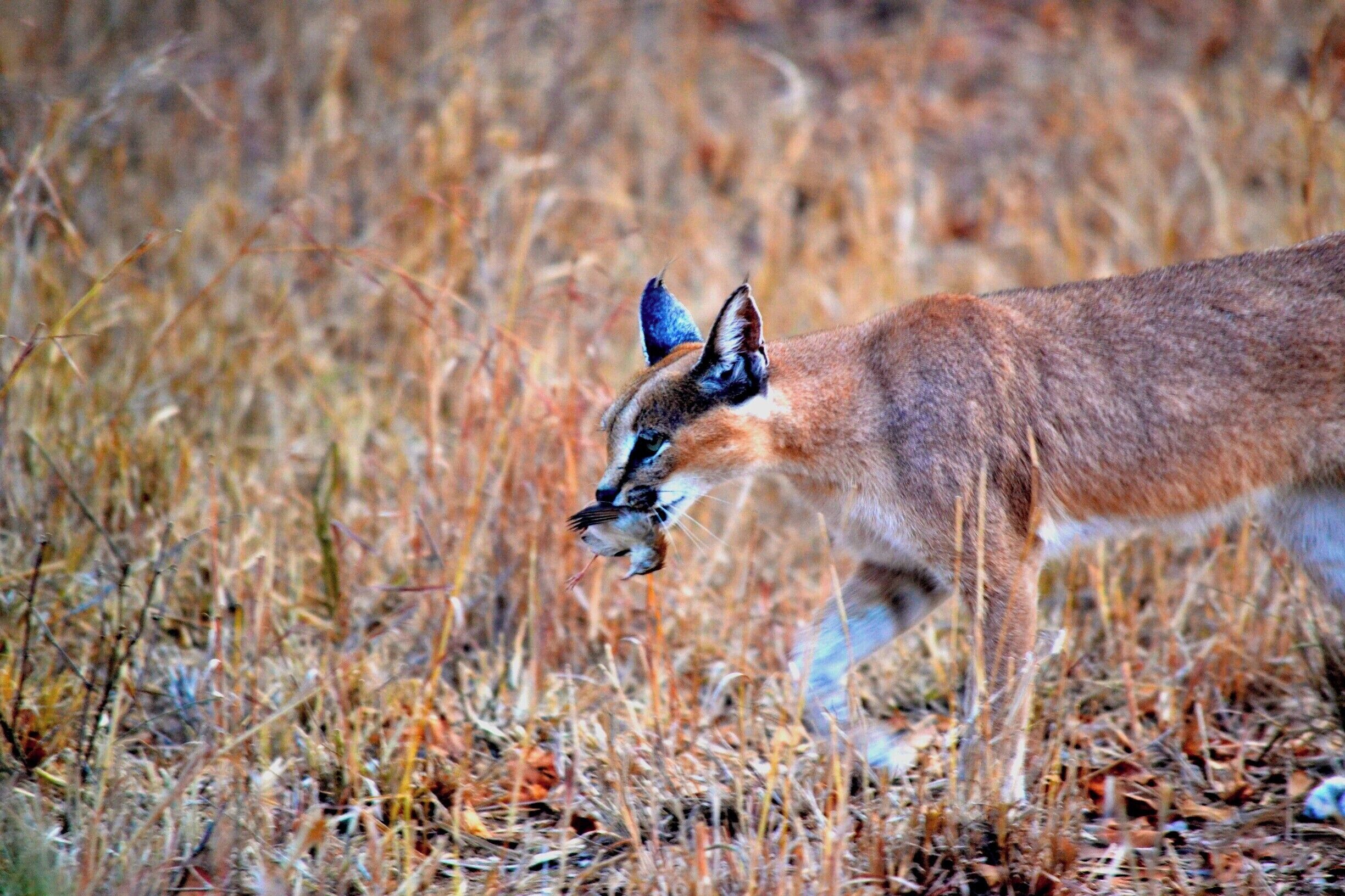 This is an absolute gem of a shot; Caracals are one of the rarest animals to see in the wild.

This is a shot of a mother caracal bringing home a kill to share with her young kitten. The kitten came out when the mother called it and the joy and incredulity of our guide's was all the verification I needed to signify that this was maybe a once in a lifetime event. 

I may have exaggerated it a bit, but it was such a special moment!