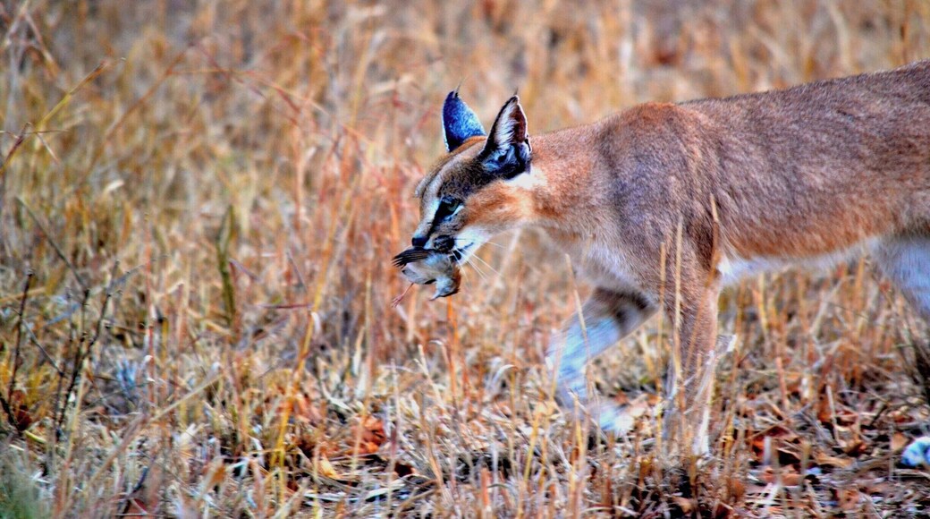 This is an absolute gem of a shot; Caracals are one of the rarest animals to see in the wild.
This is a shot of a mother caracal bringing home a kill to share with her young kitten. The kitten came out when the mother called it and the joy and incredulity of our guide's was all the verification I needed to signify that this was maybe a once in a lifetime event.
I may have exaggerated it a bit, but it was such a special moment!