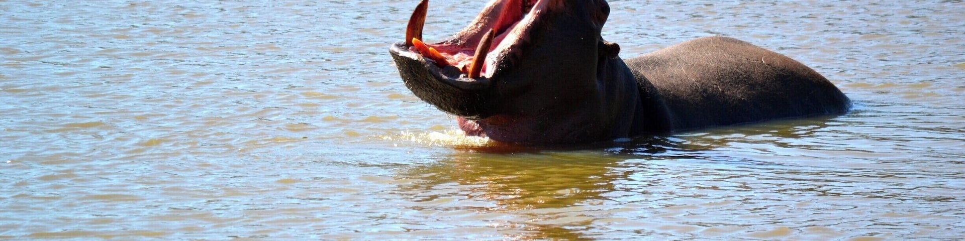 A male hippo made itself at home in the water outside the game lodge.
Possibly the biggest yawn I've ever witnessed!