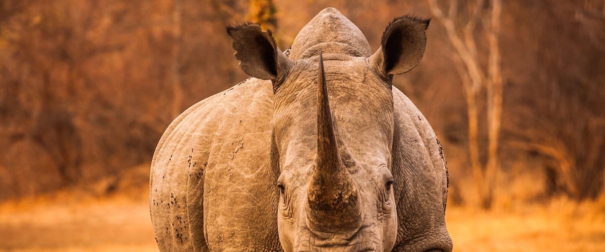 Another of my life moments when dangerous animals decide they don’t like Canon cameras. This Rhino was quietly resting when it jumped up, faced me and started moving, fast. Another thing that moved fast was my wife, thinking if she stands behind me then all will be well. I am seriously not that big. Thankfully, it stopped after a few metres of sprinting, probably because it realised I was Scottish and it would lose any fight. 😊 #GreatOutdoors