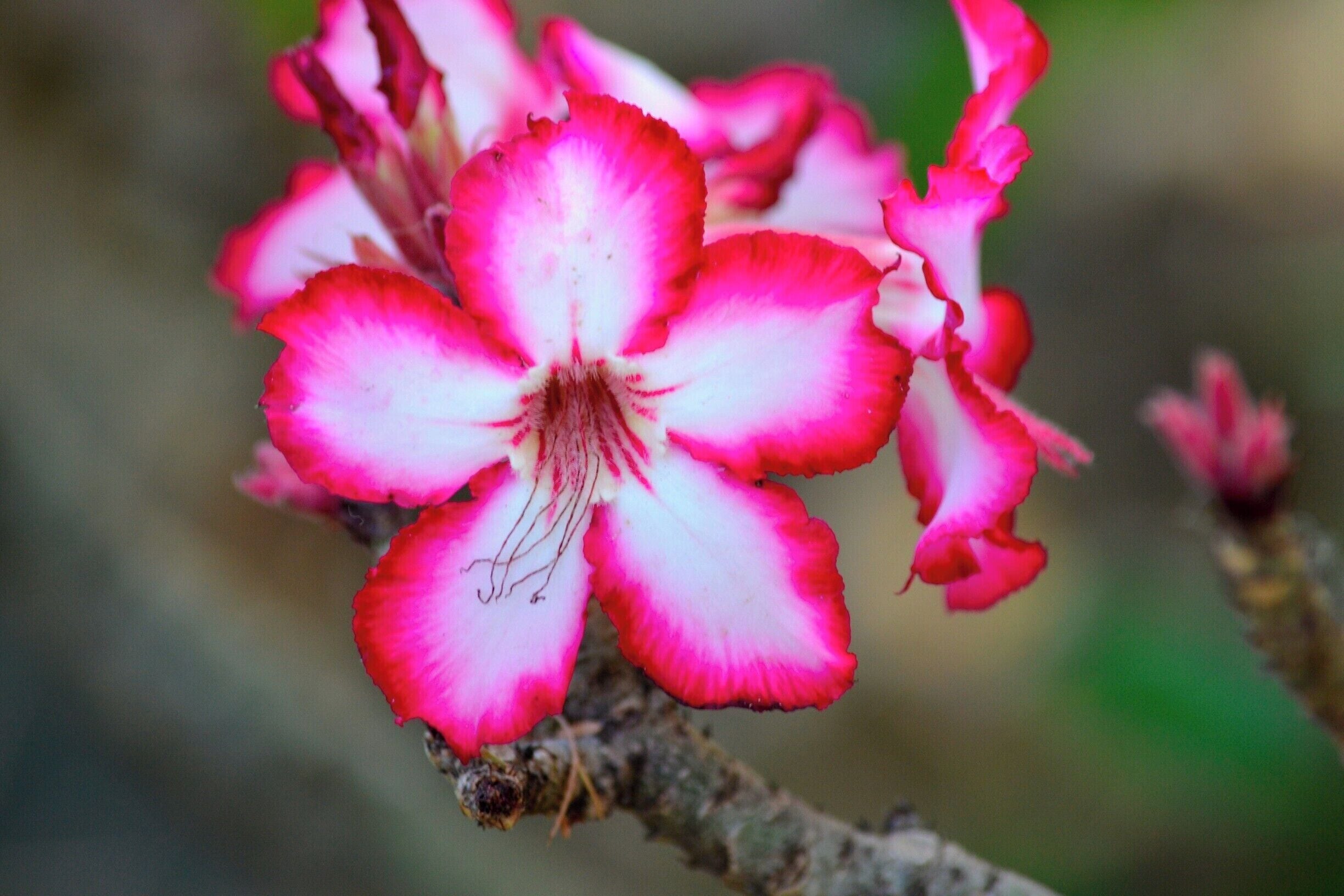 An example of the flora to be sampled in this exciting part of the world.

However I am not a botanist, so I was unable to identify this flower. Although I thought that it looked similar to a species of Hibiscus?

#colorful