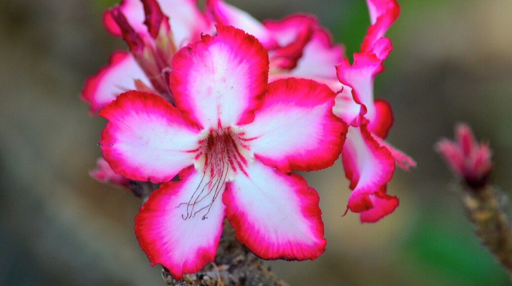 An example of the flora to be sampled in this exciting part of the world.
However I am not a botanist, so I was unable to identify this flower. Although I thought that it looked similar to a species of Hibiscus?
#colorful