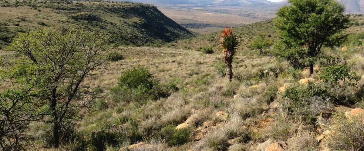 A desert landscape with sparse vegetation, a prominent yucca plant, and distant mountains.