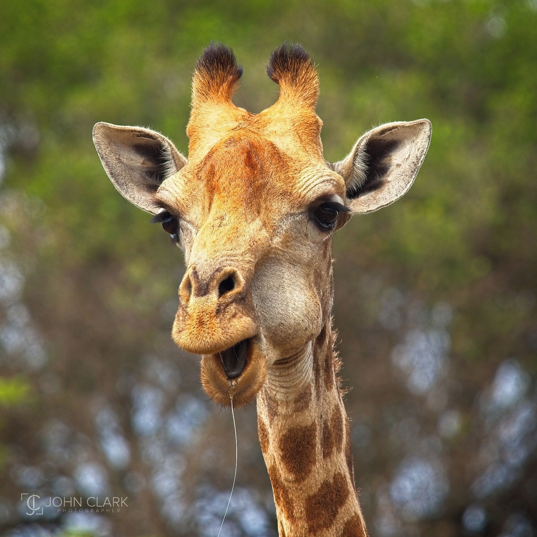 Mind your manners and chew with your mouth closed, please... 

So, just by looking at this photo how can you tell it is a female giraffe? By the horns, which in this case are covered with hair. The male giraffes will not have hair on their horns due to sparring! Oh, and one more thing… Technically they are not horns, but ossicones.

#giraffe #wildlife #safari #africa #southafrica