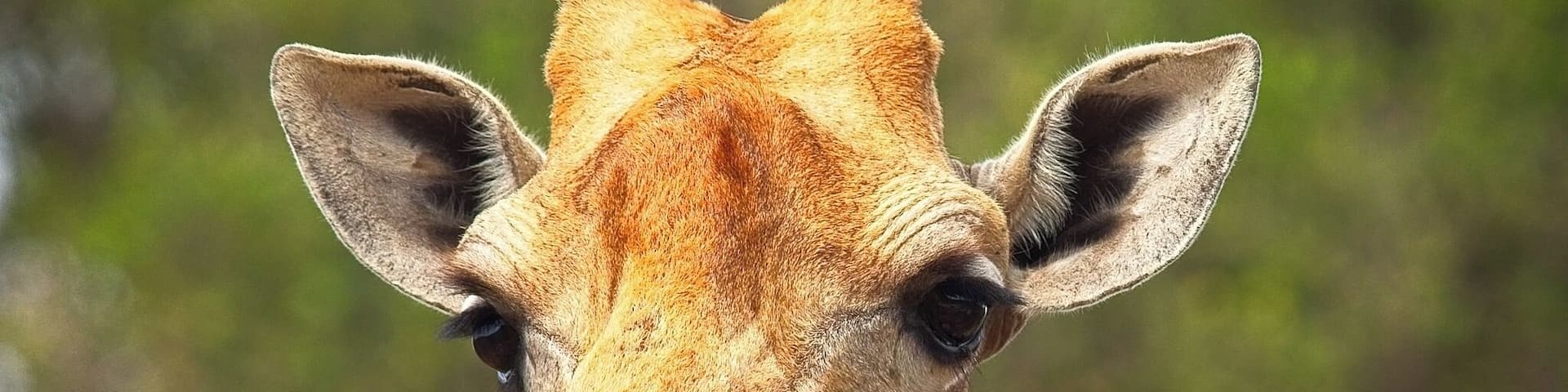 A giraffe with a prominent head and neck, set against a blurred green background.