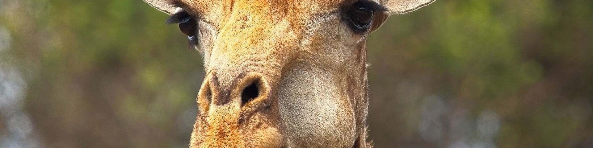 Uma girafa com cabeça e pescoço longos, destacando-se contra um fundo verde desfocado.