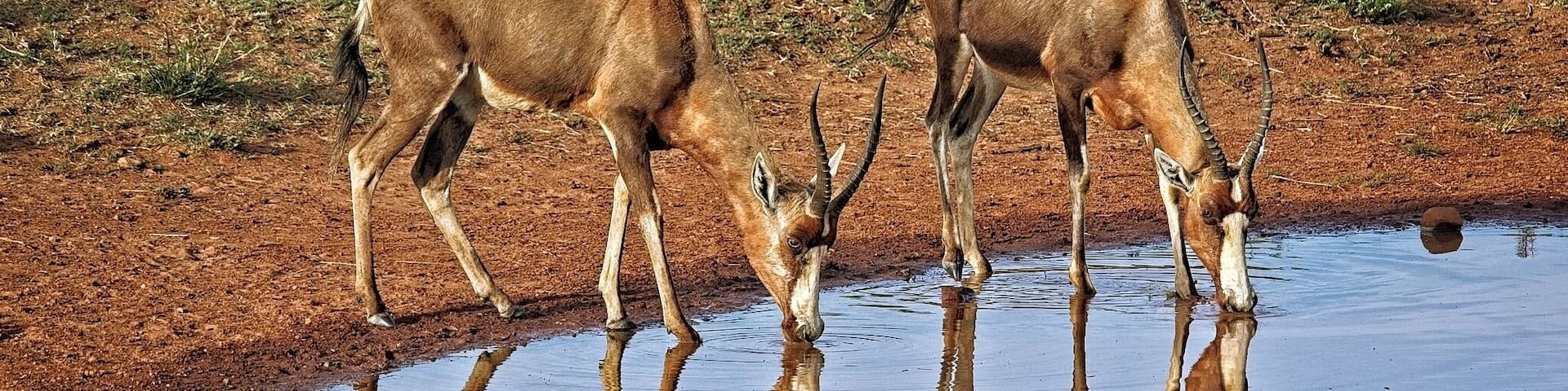 A pair of Impalas stop briefly for a quiet morning drink
#africa #southafrica #safari #wildlife #animals