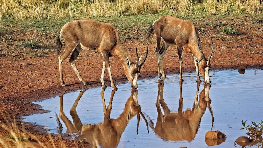 A pair of Impalas stop briefly for a quiet morning drink
#africa #southafrica #safari #wildlife #animals