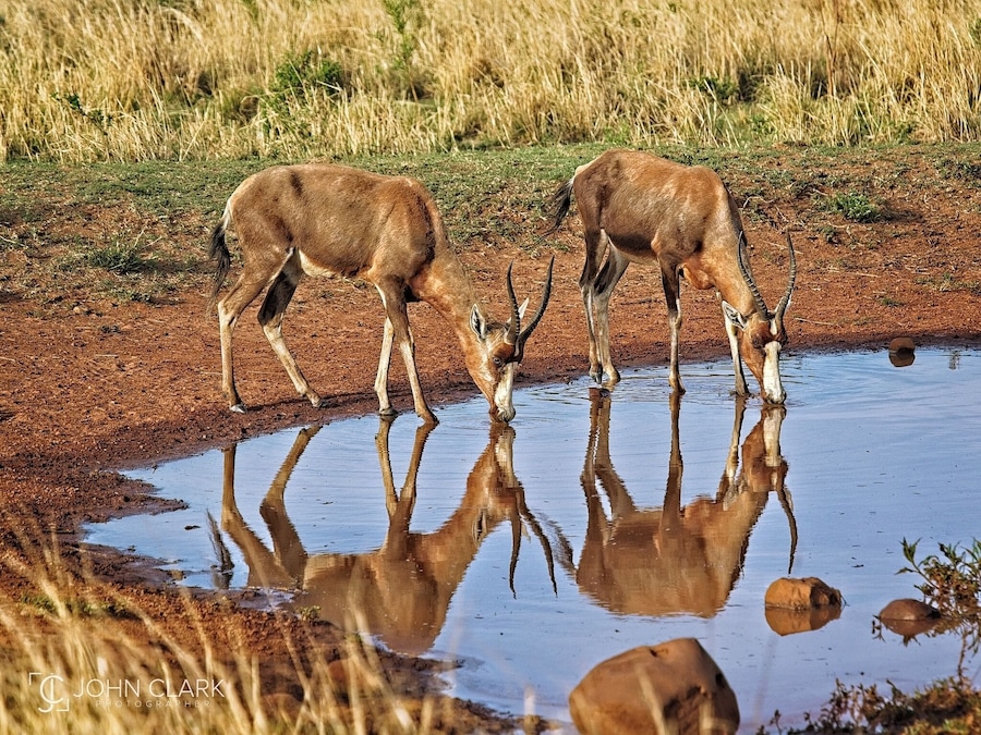 A pair of Impalas stop briefly for a quiet morning drink
#africa #southafrica #safari #wildlife #animals