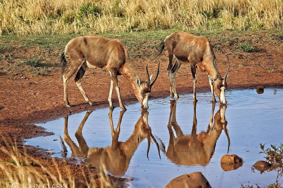 Two antelopes drinking water at a muddy puddle with reflections in the water.