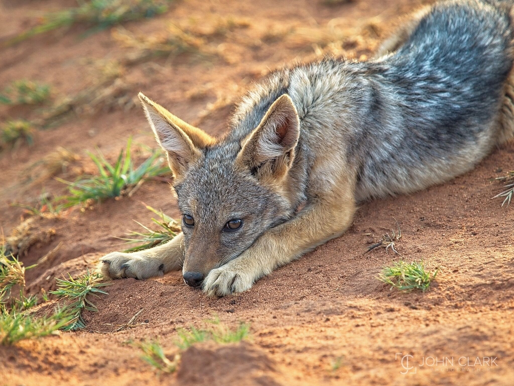 Worshiped as a God by the Egyptians, the Jackal is closely related to wolves, coyotes and domestic dogs. This young pup warms himself in the late afternoon sun near his den while patiently waiting for Mom to return. 

#africa #southafrica #jackal #wildlife #safari #animal 