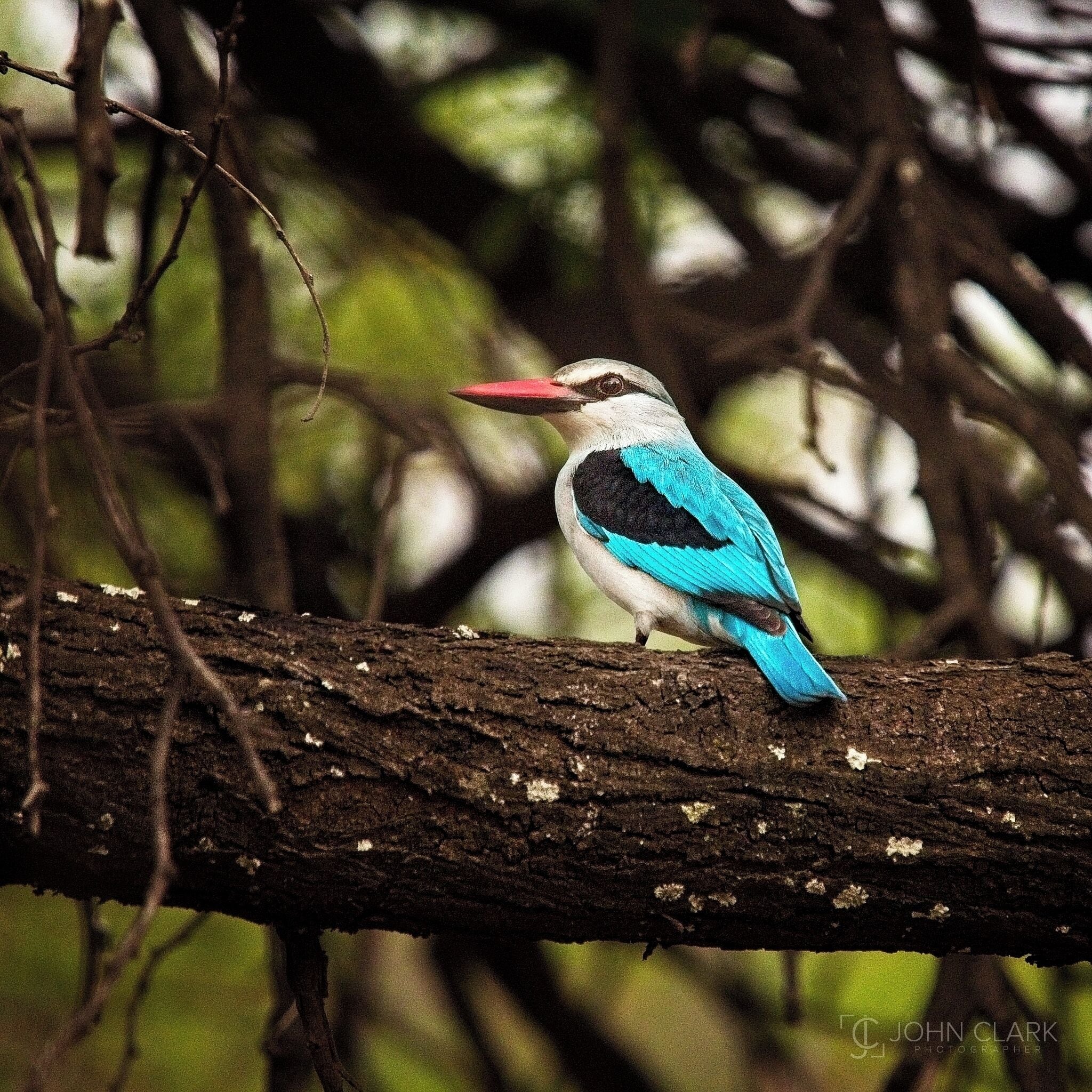 The beautiful Woodland Kingfisher. This small avian is about the size of a Sparrow. Not entirely sure how iridescent blue feathers work as camouflage in the African trees, but they sure are beautiful to look at!

#africa #southafrica #bird #wildlife #safari 