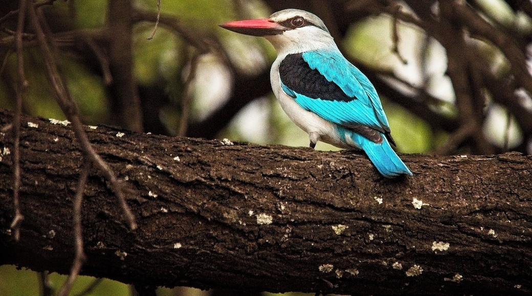 The beautiful Woodland Kingfisher. This small avian is about the size of a Sparrow. Not entirely sure how iridescent blue feathers work as camouflage in the African trees, but they sure are beautiful to look at!
#africa #southafrica #bird #wildlife #safari