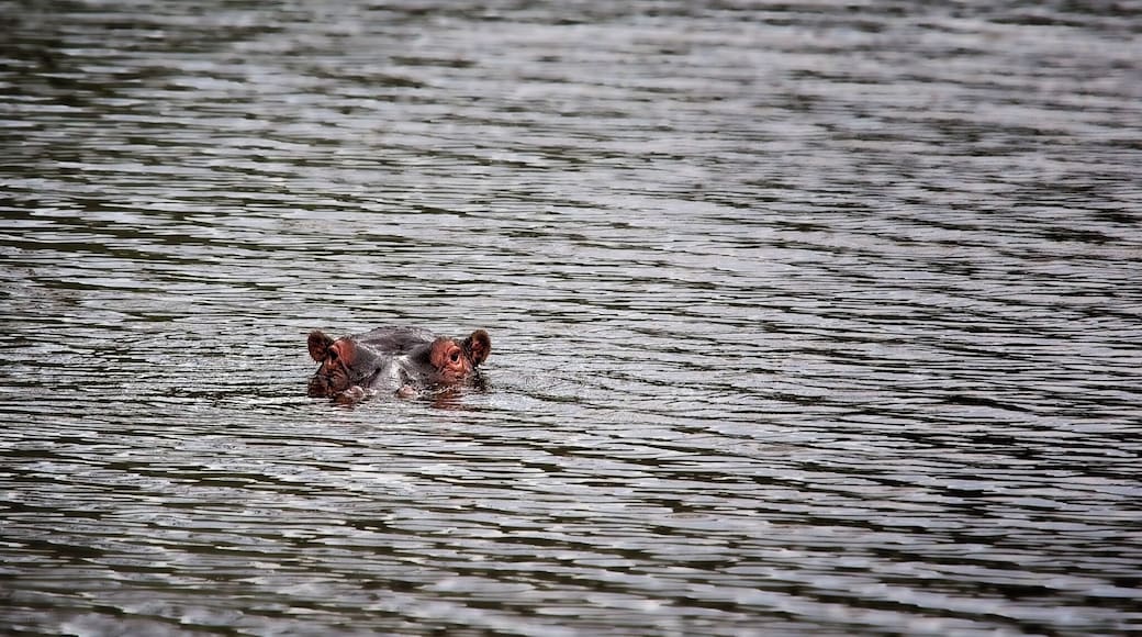 This hippo was photographed in the Entabeni Game Reserve and he (or maybe she) would watch us for a few moments with nothing more than the ears, eyes and nose above the waterline, then slowly sink underwater for a short time. This process repeated until we left. For all I know, he (or she) is still in that waterhole going up and down!
#hippo #hippopotamus #africa #safari #southafrica #wildlife