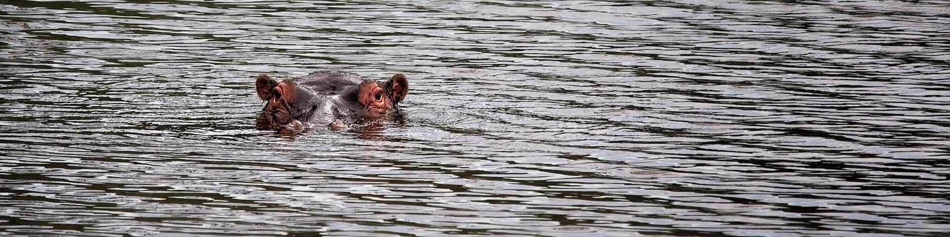 This hippo was photographed in the Entabeni Game Reserve and he (or maybe she) would watch us for a few moments with nothing more than the ears, eyes and nose above the waterline, then slowly sink underwater for a short time. This process repeated until we left. For all I know, he (or she) is still in that waterhole going up and down!
#hippo #hippopotamus #africa #safari #southafrica #wildlife