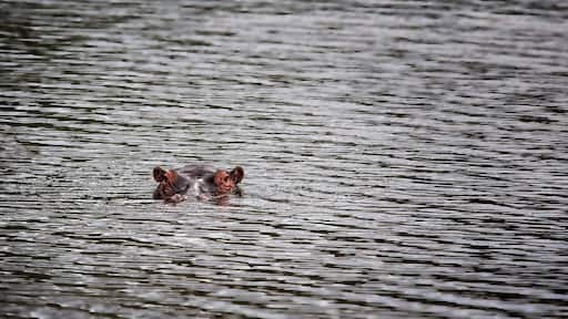 This hippo was photographed in the Entabeni Game Reserve and he (or maybe she) would watch us for a few moments with nothing more than the ears, eyes and nose above the waterline, then slowly sink underwater for a short time. This process repeated until we left. For all I know, he (or she) is still in that waterhole going up and down!
#hippo #hippopotamus #africa #safari #southafrica #wildlife