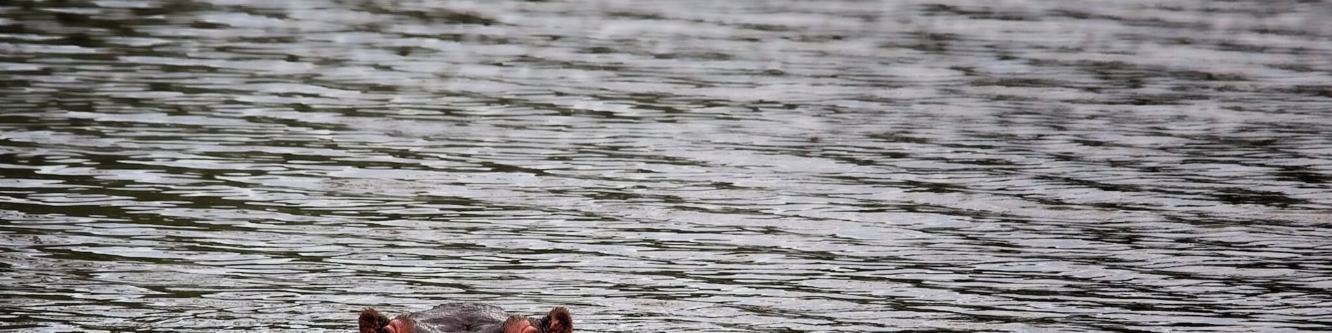 This hippo was photographed in the Entabeni Game Reserve and he (or maybe she) would watch us for a few moments with nothing more than the ears, eyes and nose above the waterline, then slowly sink underwater for a short time. This process repeated until we left. For all I know, he (or she) is still in that waterhole going up and down! 
#hippo #hippopotamus #africa #safari #southafrica #wildlife