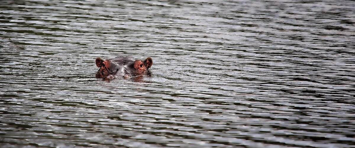 A bear swimming in a body of water.