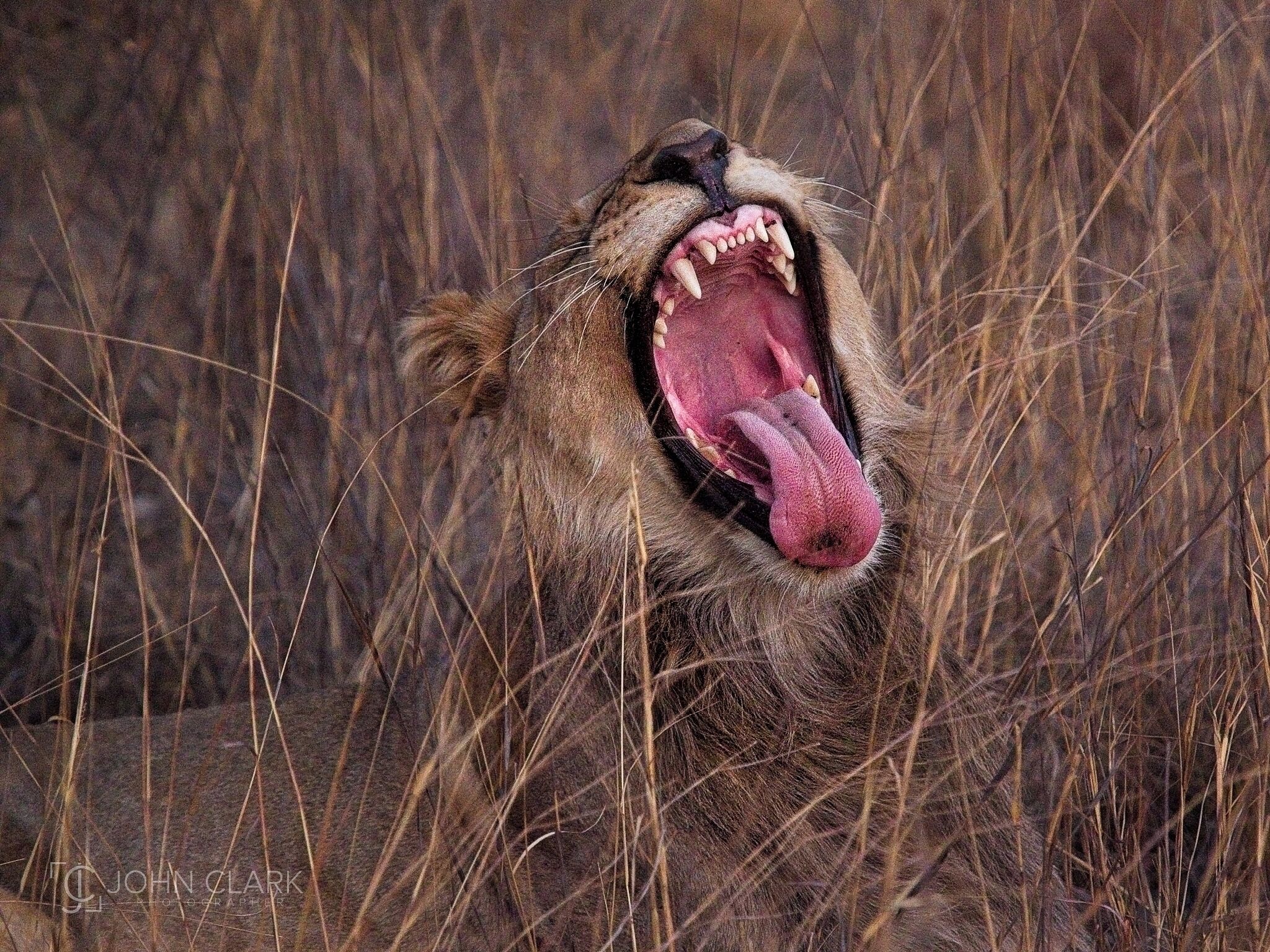 Now open wide, stick out your tongue and say “Ahhh….”

#lion #safari #africa #southafrica #wildlife 