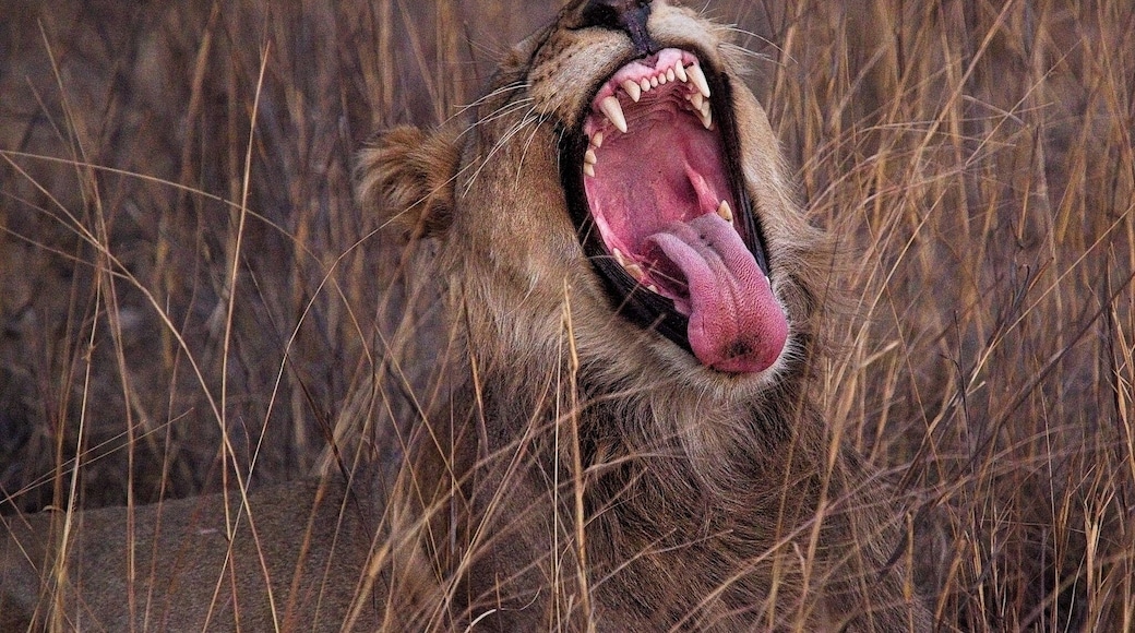 Now open wide, stick out your tongue and say “Ahhh….”
#lion #safari #africa #southafrica #wildlife