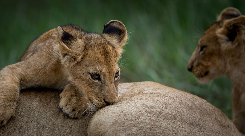 曼耶雷堤禁獵區