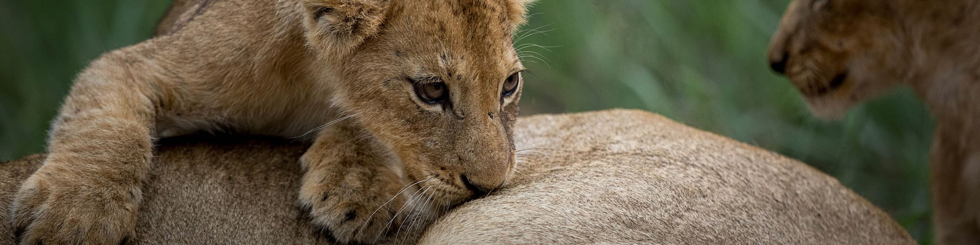 A mother's love, Manyeleti Game Reserve