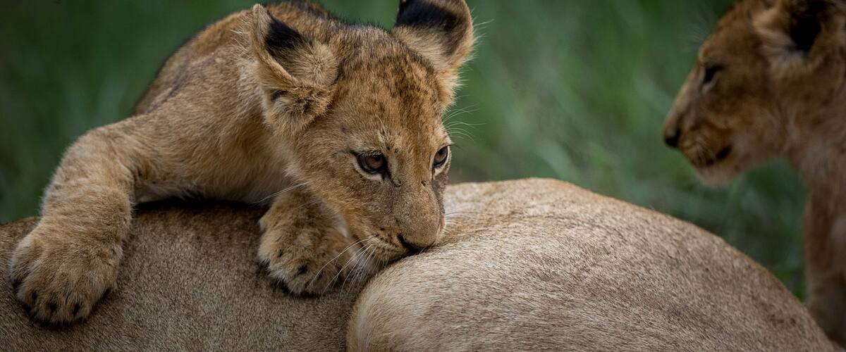 A lion cub resting on a rock.