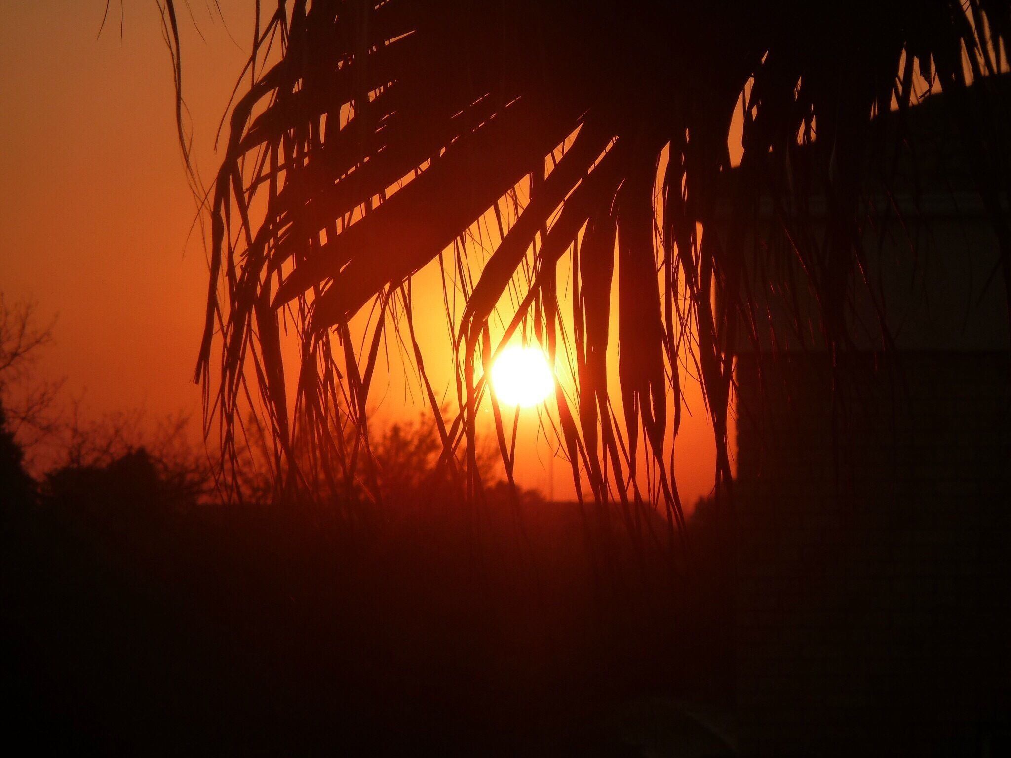 A sunset with the sun partially obscured by tall grass.