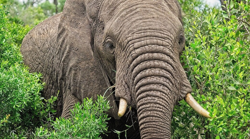 Hello tiny human!
#elephant #wildlife #africa #safari #southafrica