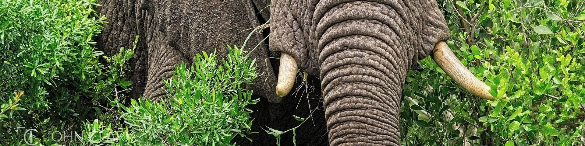 Hello tiny human!
#elephant #wildlife #africa #safari #southafrica