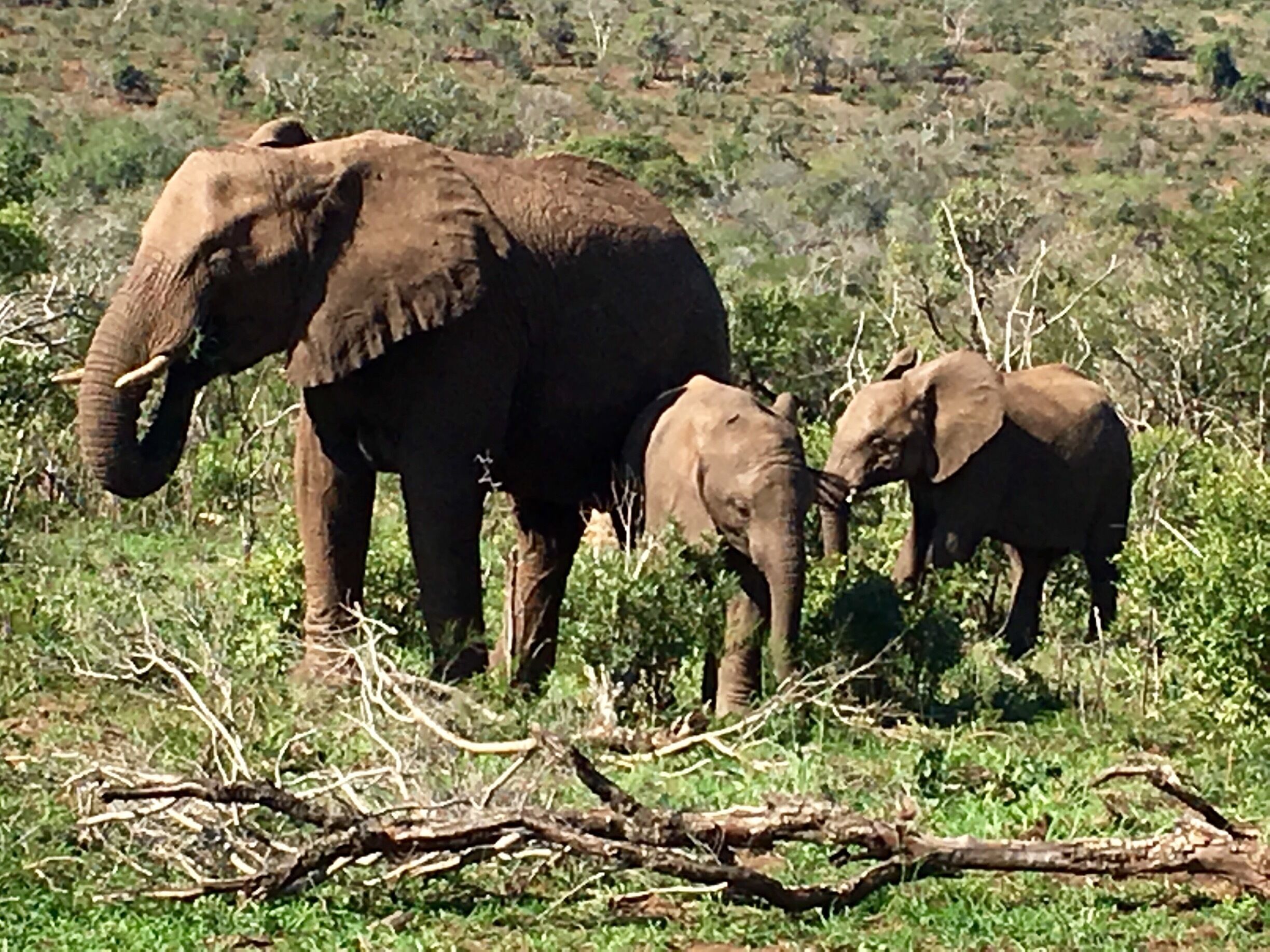 Elephant family on a safari. My favorite encounter of the day. If you encounter an elephant, keep a reasonable distance between you and the animals and stay quiet 🤐. 

#wildlife