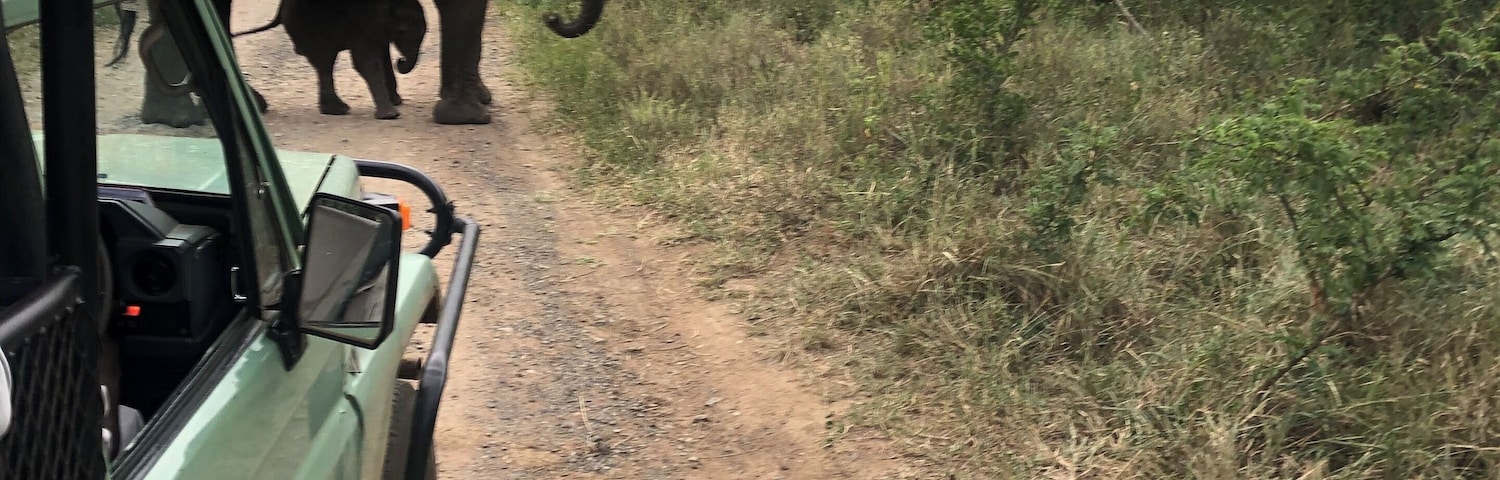 Hello Elephant~