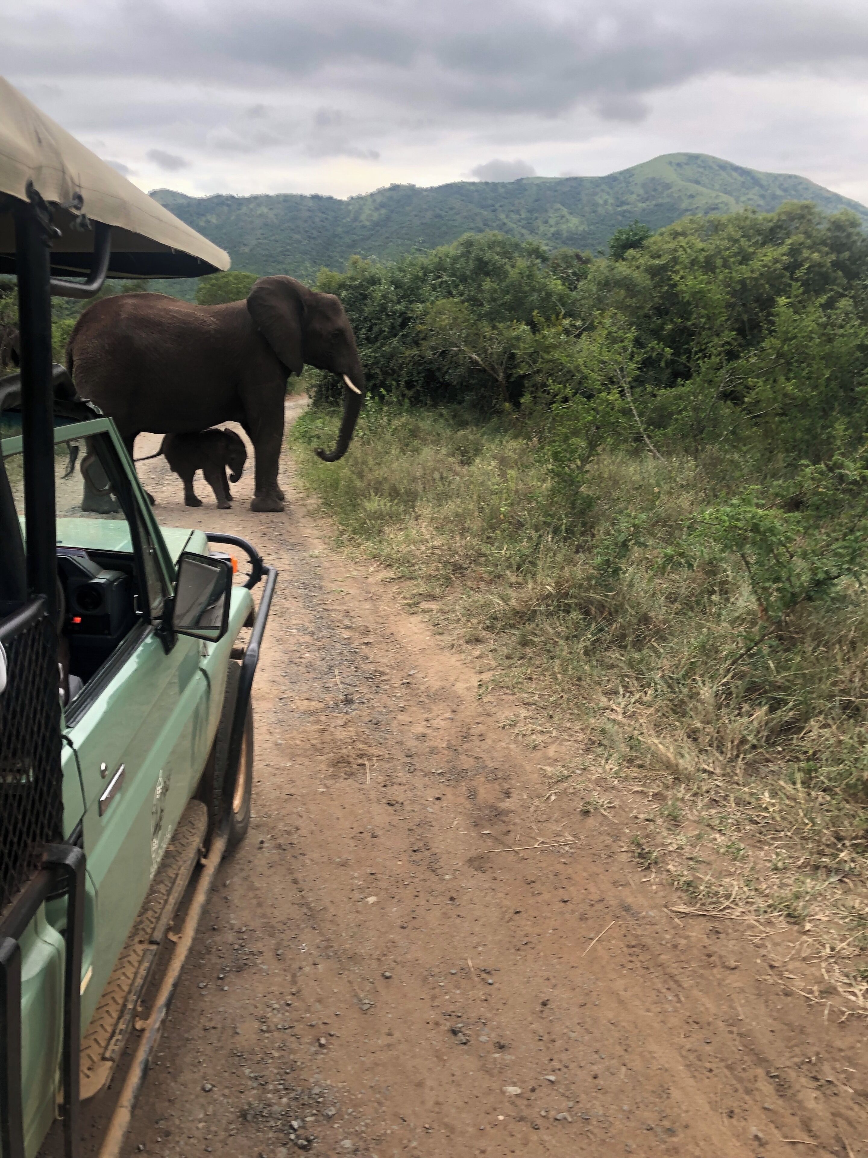 A green safari vehicle on a dirt road with an adult elephant and a baby elephant walking beside it.