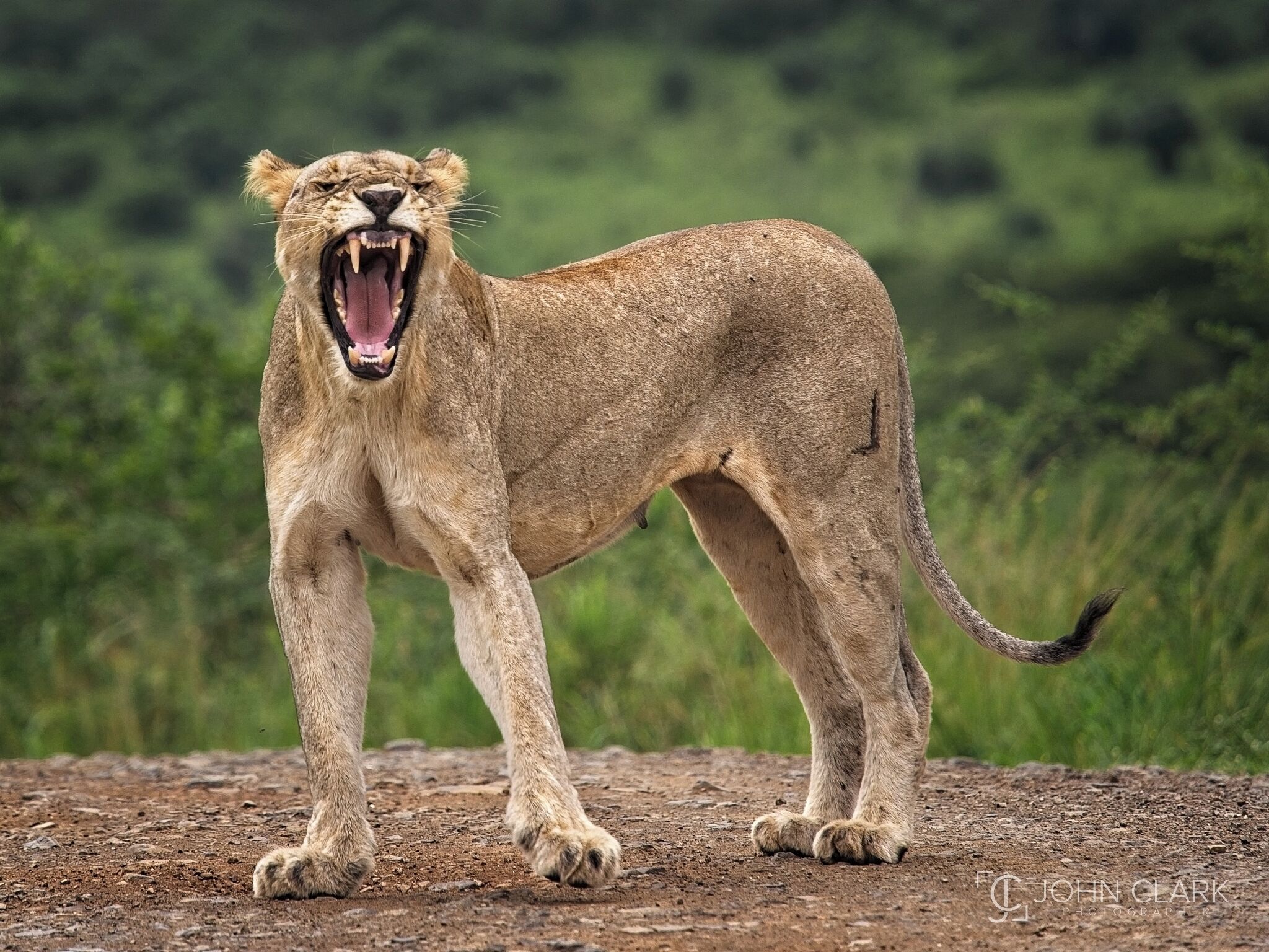 A few days ago I asked my Twitter followers if there was any specific animal they wanted to see from my South Africa trip. The majority said “big kitty cats” so here’s a shot of a Mother Lion who was none to happy to see our safari vehicle so close to her three small cubs! 

#africa #southafrica #lion #safari #wildlife #bigcat #big5