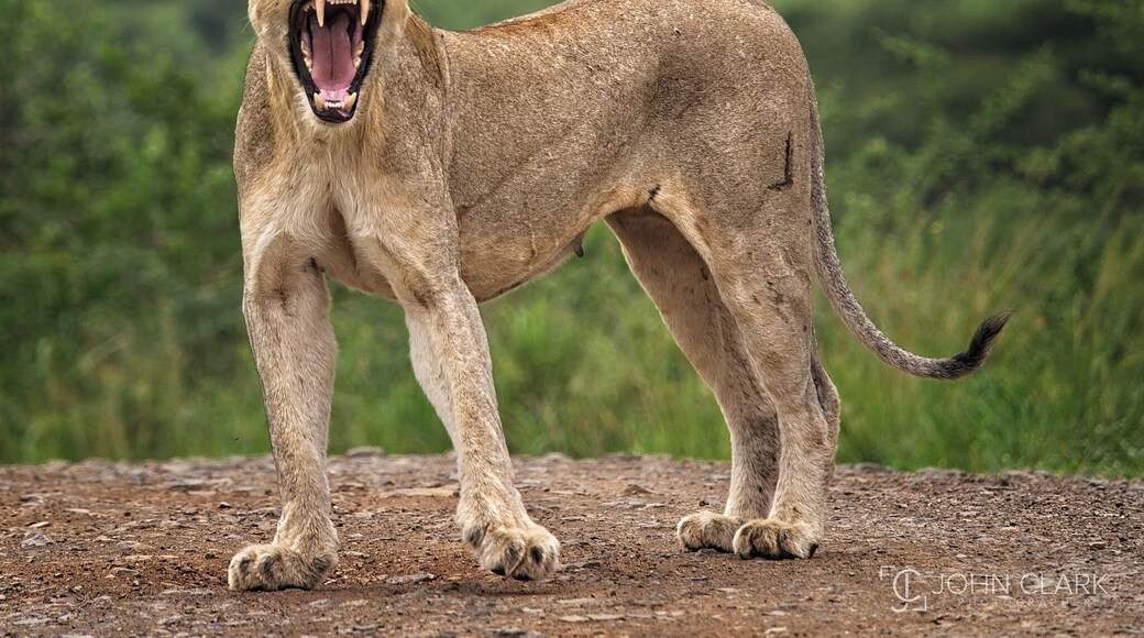 A few days ago I asked my Twitter followers if there was any specific animal they wanted to see from my South Africa trip. The majority said “big kitty cats” so here’s a shot of a Mother Lion who was none to happy to see our safari vehicle so close to her three small cubs!
#africa #southafrica #lion #safari #wildlife #bigcat #big5