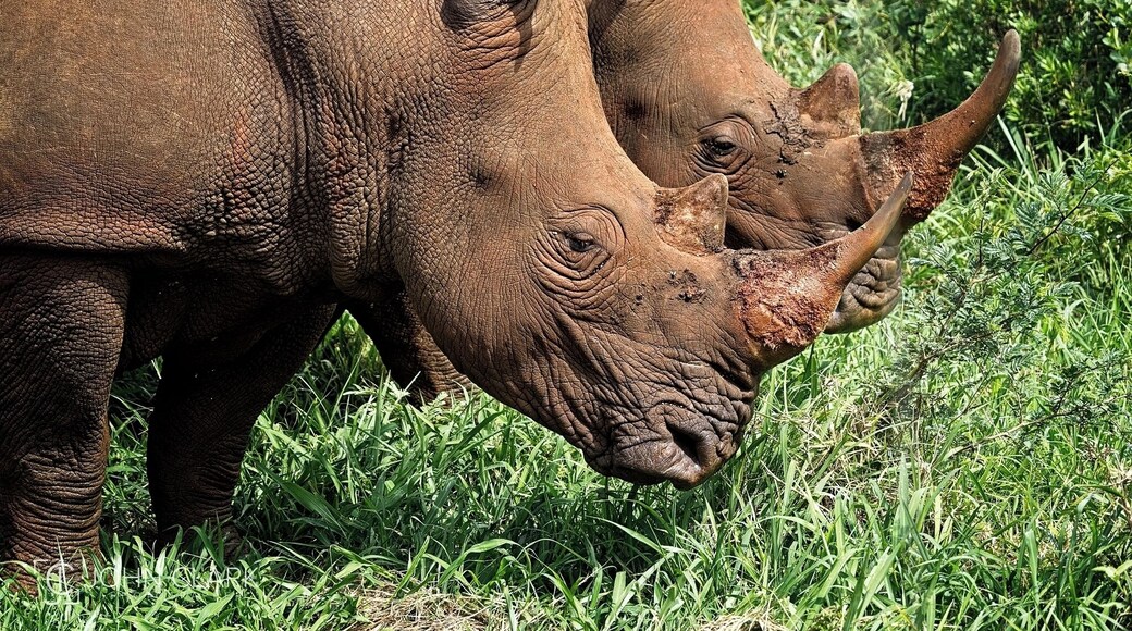 While all Rhinos may look similar, there are two main species in the part of Africa that I visited. The major difference is in the shape of the mouth. Black rhinos developed a pointed lip used they to pick fruit, leaves and twigs; white rhinos have a flat, wide lip to graze on grasses. So, what type of Rhinos do you think are in this photo?
#rhino #rhinoceros #africa #southafrica #safari #wildlife #big5