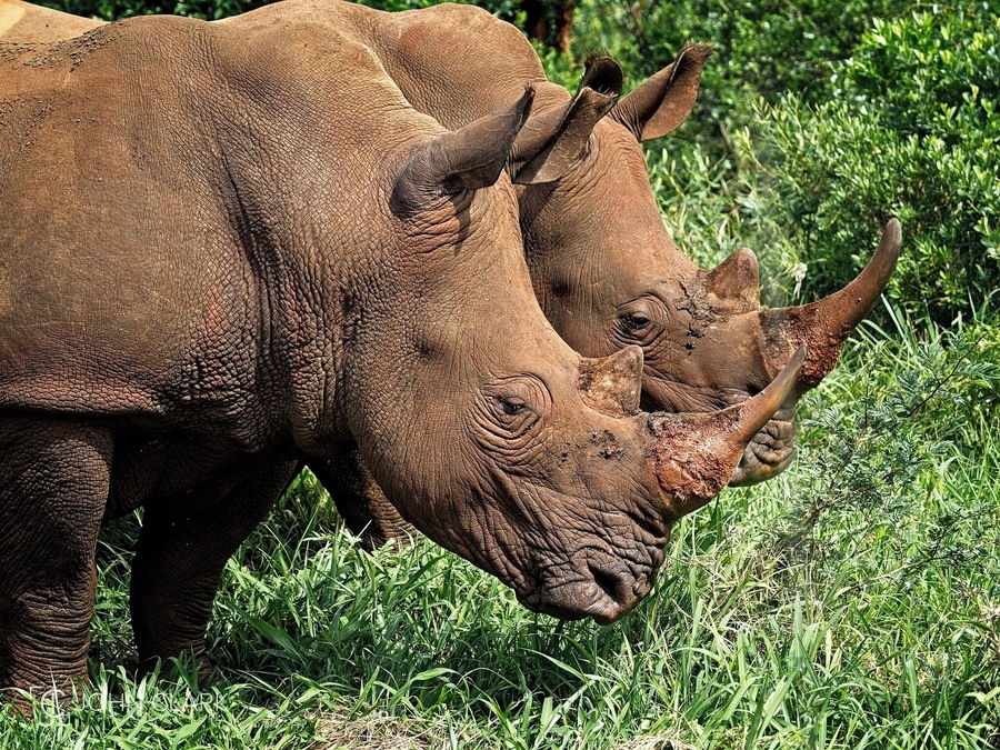 While all Rhinos may look similar, there are two main species in the part of Africa that I visited. The major difference is in the shape of the mouth. Black rhinos developed a pointed lip used they to pick fruit, leaves and twigs; white rhinos have a flat, wide lip to graze on grasses. So, what type of Rhinos do you think are in this photo?
#rhino #rhinoceros #africa #southafrica #safari #wildlife #big5
