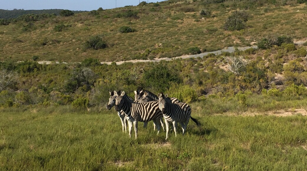 Private Game Reserve 350 ha with wild animal living behind a fence. 😓 Nice for half day trip and to see giraffe, zebra, wildebeest, kudu, eland, blesbuck, impala, nyala, fallow deer, waterbuck, duiker, bushbuck and ostrich. To see real nature its better to visit a national park.