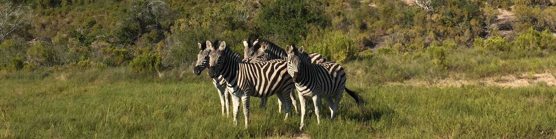 Private Game Reserve 350 ha with wild animal living behind a fence. 😓 Nice for half day trip and to see giraffe, zebra, wildebeest, kudu, eland, blesbuck, impala, nyala, fallow deer, waterbuck, duiker, bushbuck and ostrich. To see real nature its better to visit a national park.
