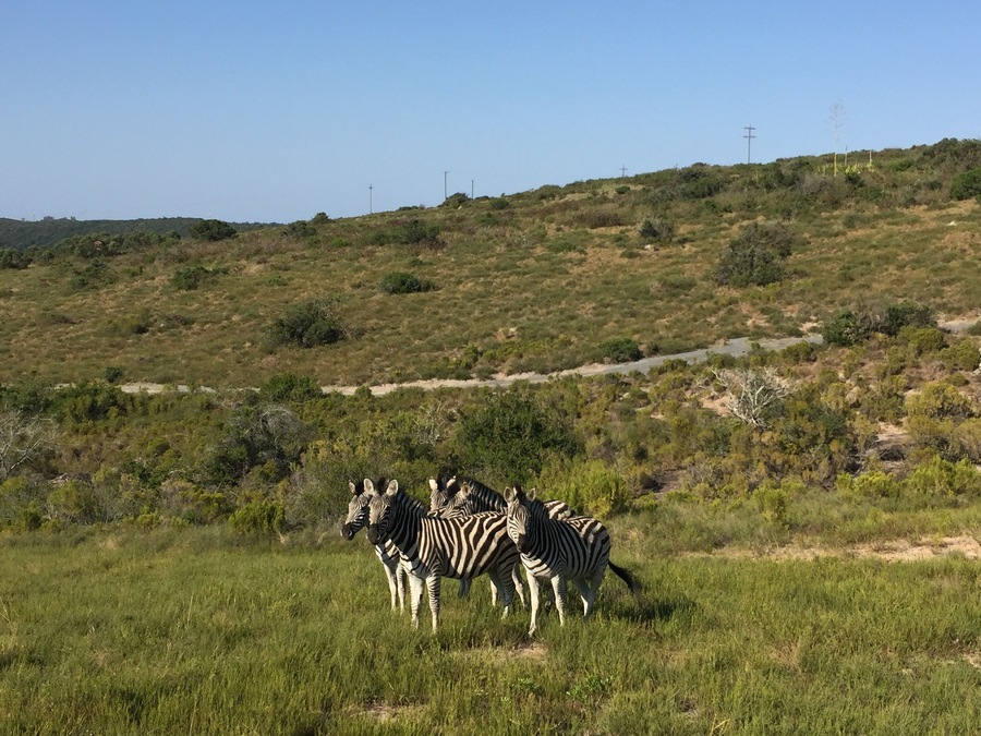 Private Game Reserve 350 ha with wild animal living behind a fence. 😓 Nice for half day trip and to see giraffe, zebra, wildebeest, kudu, eland, blesbuck, impala, nyala, fallow deer, waterbuck, duiker, bushbuck and ostrich. To see real nature its better to visit a national park.