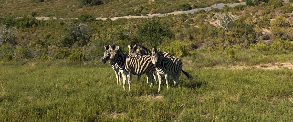 Zebras in a grassy field with a hilly landscape and power lines in the background.
