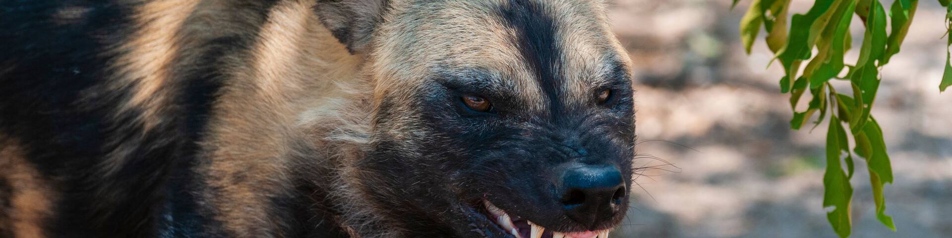 Wild Dog (Lycaon pictus), Captive, Hoedspruit Endangered Species Centre, Kapama Game Reserve, South Africa