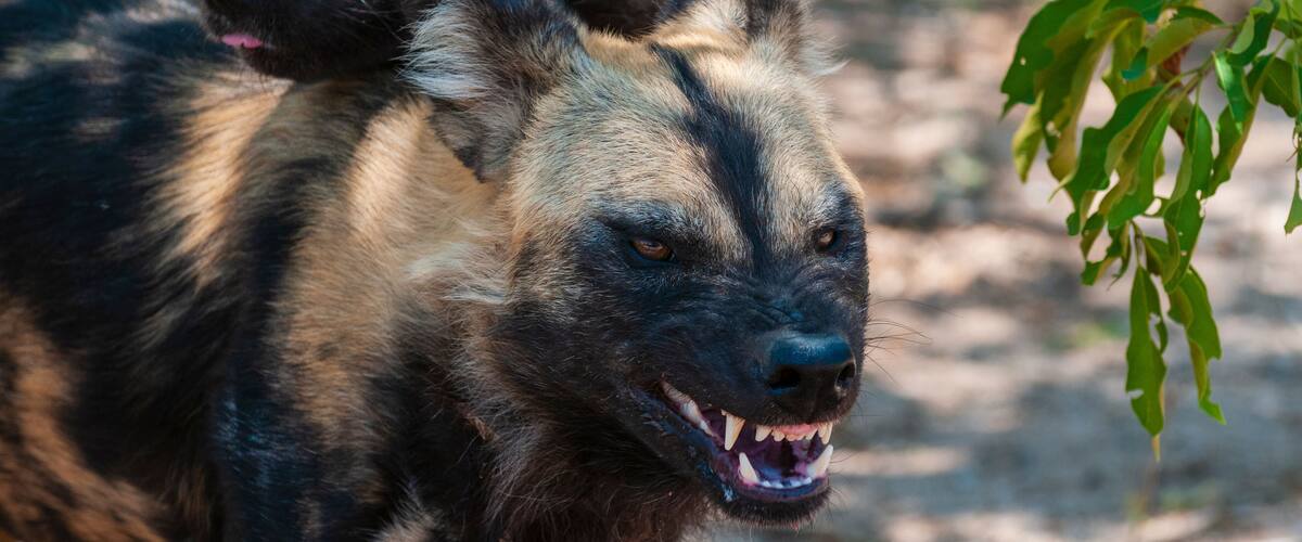 Two large wild dogs with dark fur and prominent ears.