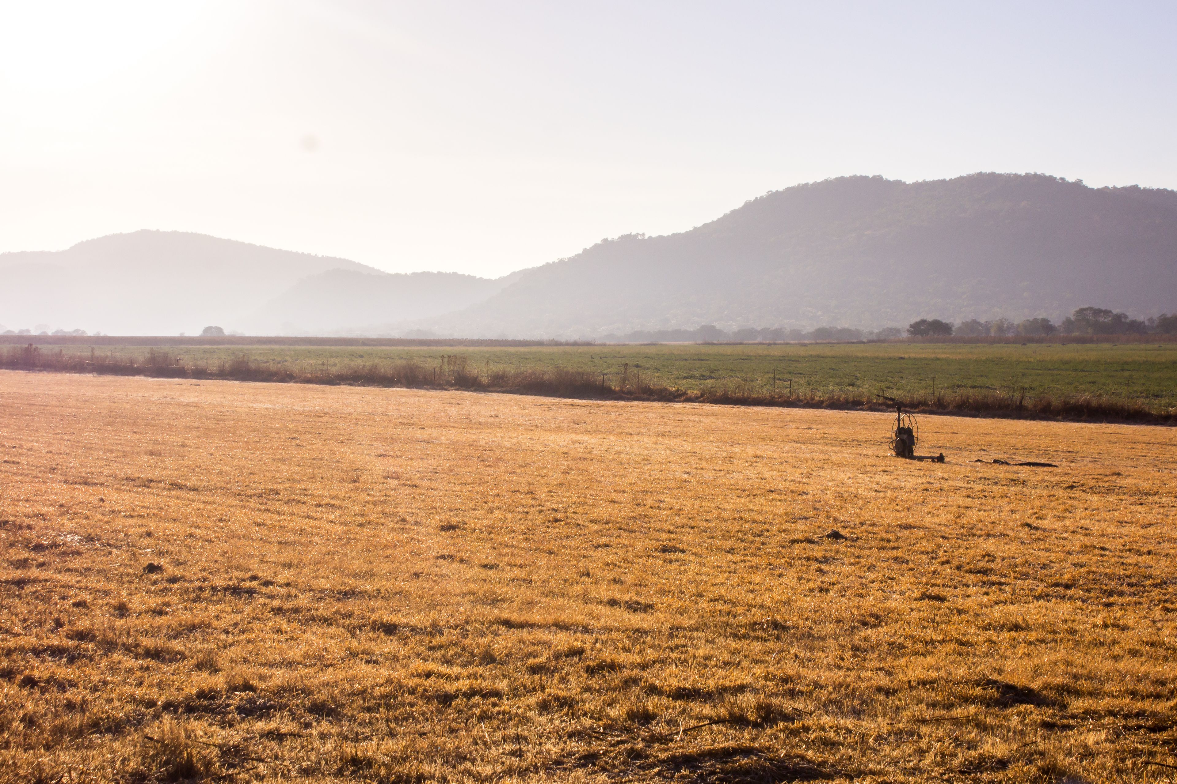 Early morning view over a field with the hazy ridges of the Vredesfort Dome in the background, Rural Free State Province South Africa. T