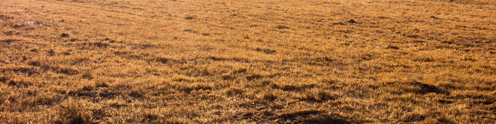 A vast, golden field with a tractor in the distance, surrounded by rolling hills and a hazy sky.