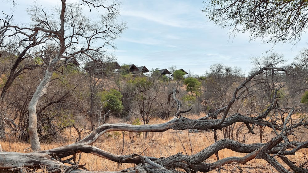 African bush or savannah woodland with dead tree