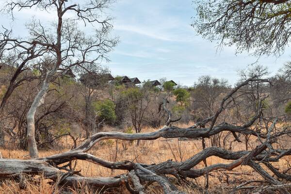 African bush or savannah woodland with dead tree