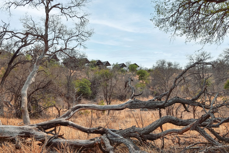 African bush or savannah woodland with dead tree