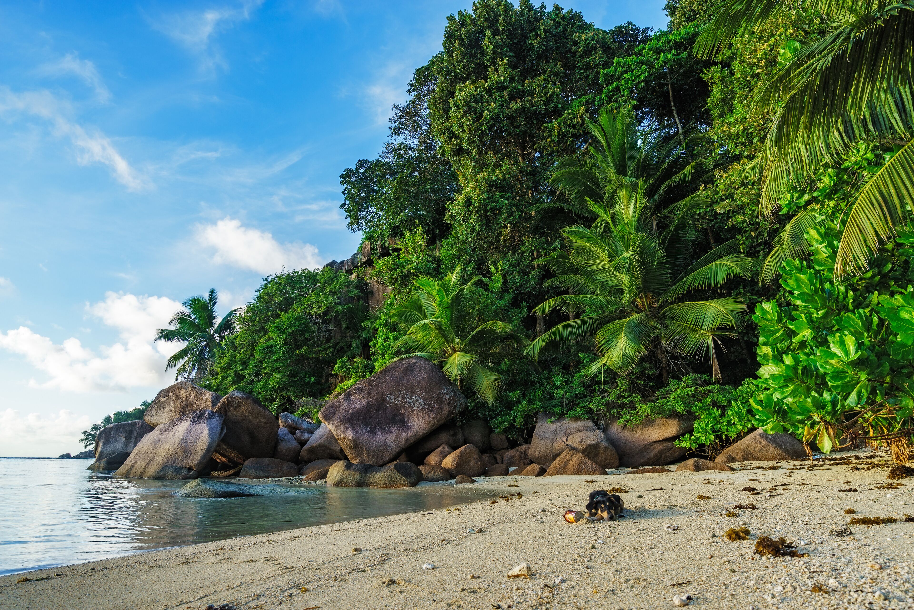 A tropical beach with large rocks, palm trees, and dense greenery.