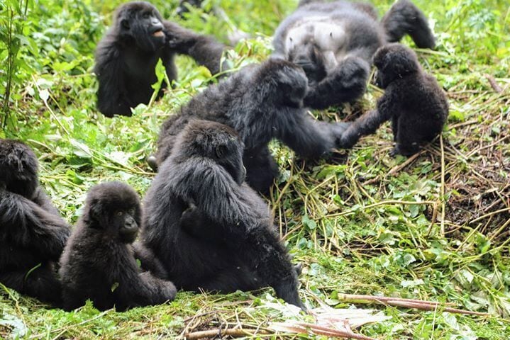 Gorillas in a natural habitat with dense green foliage.